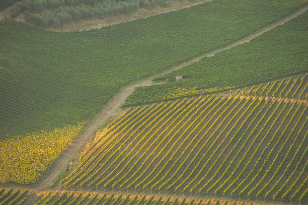 istock Landscape with Vineyards in Tuscany, Italy 918590018