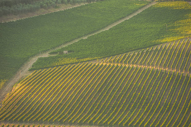istock Landscape with Vineyards in Tuscany, Italy 918590026
