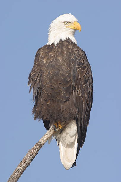 Águila de cabeza blanca - foto de stock