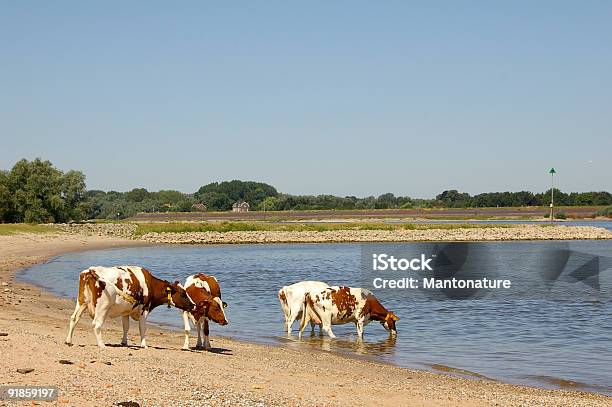オランダの景色牛の川のビーチ - ユーモアのストックフォトや画像を多数ご用意 - ユーモア, 家畜牛, 牝牛