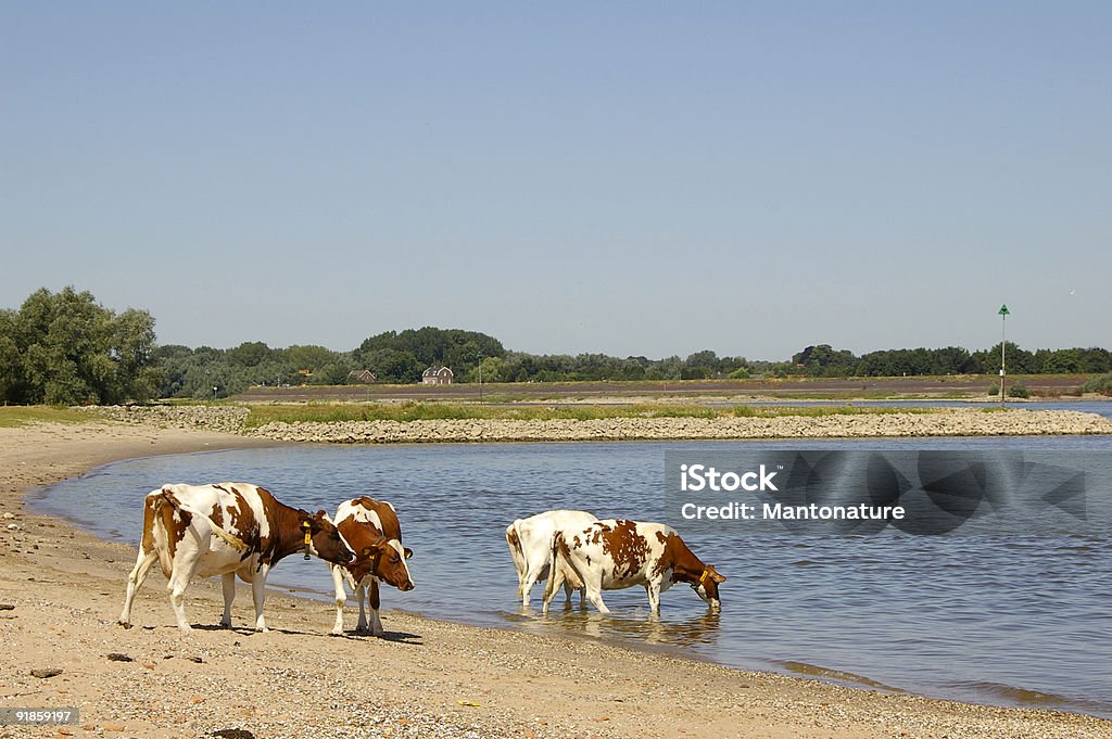 Paisagem holandesa: Vacas sobre o Rio Beach - Foto de stock de Fêmea de mamífero royalty-free