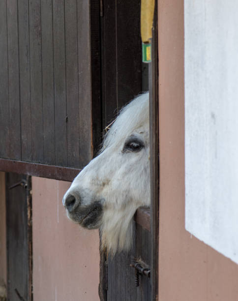 istock Portrait of a white horse. 918594054