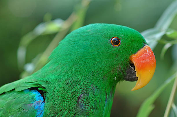 multicoloured lori parrot  echo parakeet stock pictures, royalty-free photos & images