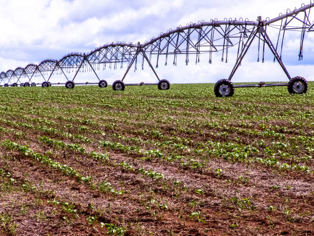 istock A bean field with a center pivot irrigation system 918595430