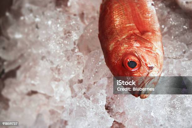 Fish Market Stock Photo - Download Image Now - Fulton - New York State, Market - Retail Space, Caribbean Sea