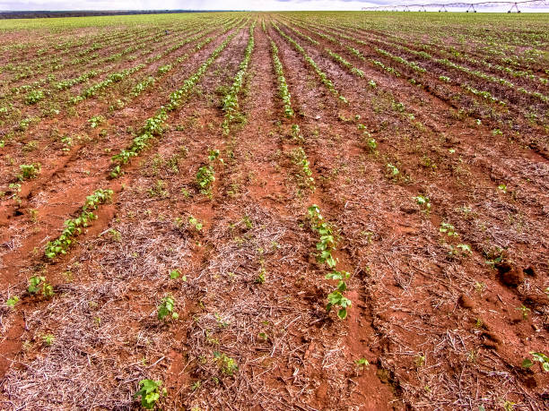 istock A bean field with a center pivot irrigation system 918598426