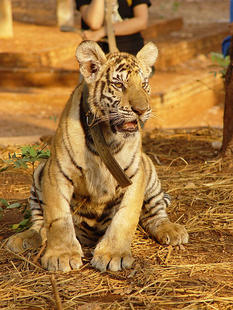 istock Tiger Cub - Large Cats in Thailand 91859855