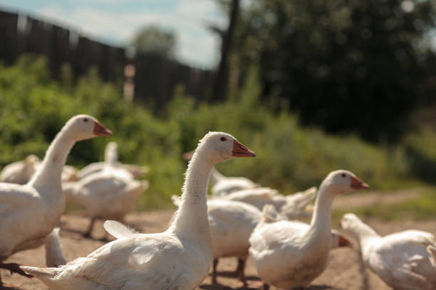 istock Geese on the farm 918599102