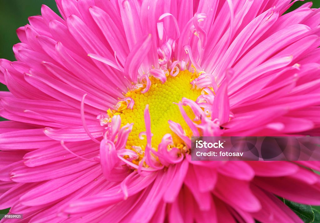 aster#2 - Lizenzfrei Anzünden Stock-Foto