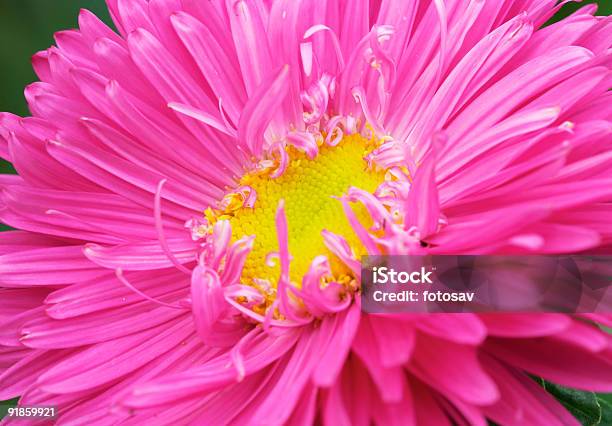 Aster2 Stockfoto und mehr Bilder von Anzünden - Anzünden, Aster, August