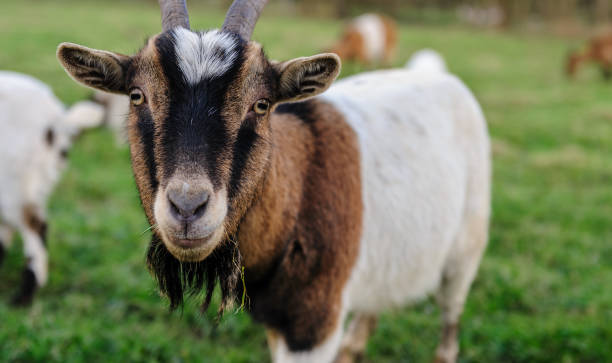 istock Close-up of a Goat 918599494