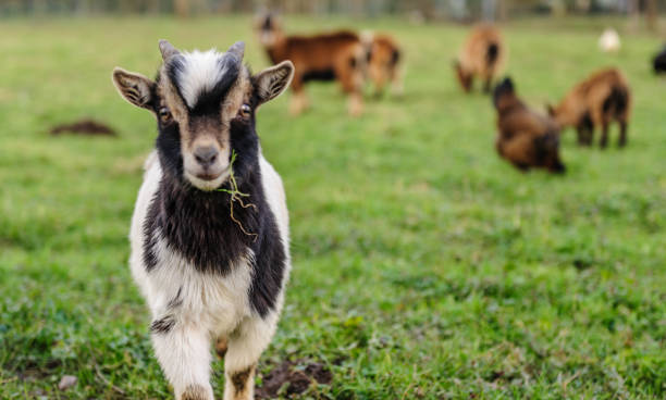 close-up of a goat carrying a leaf of grass - animals feeding animal child kid goat imagens e fotografias de stock
