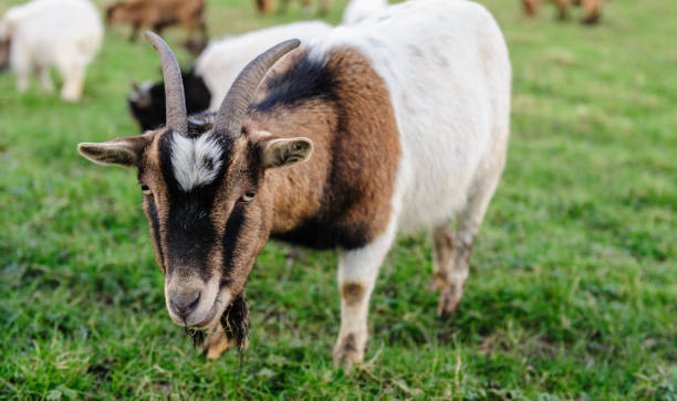 istock Close-up of a Goat 918600308