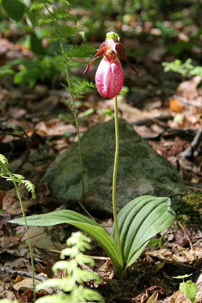 istock pink lady slipper, full plant 91860042
