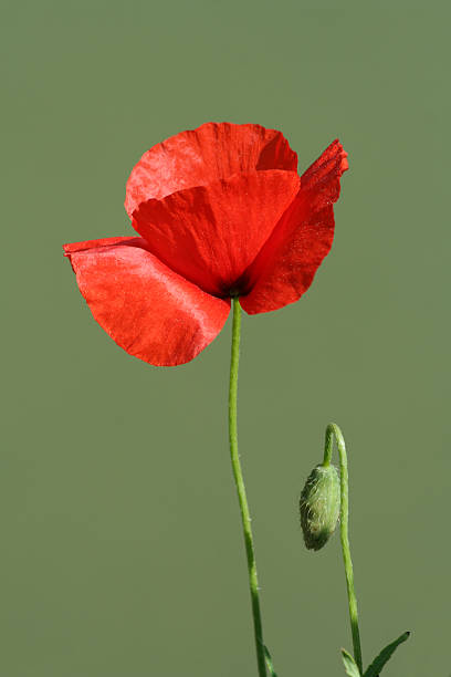 istock One poppy and a bud in Rome 91860055