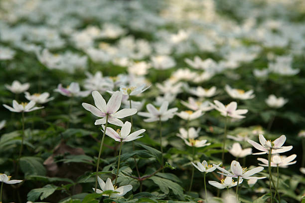 Wood anemone (Anemone nemorosa) flowers covering a hillside in a swedish spring forest.