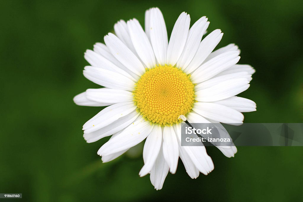 Daisy - Foto de stock de Abril libre de derechos