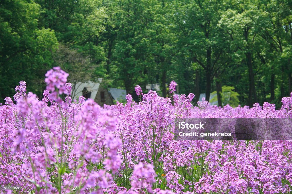 Pole Wildfowers - Zbiór zdjęć royalty-free (Bez ludzi)