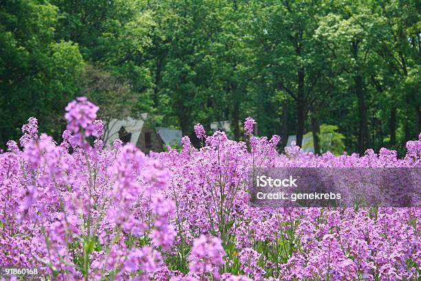 Pole Wildfowers - zdjęcia stockowe i więcej obrazów Bez ludzi - Bez ludzi, Dach, Dom - Budowla mieszkaniowa