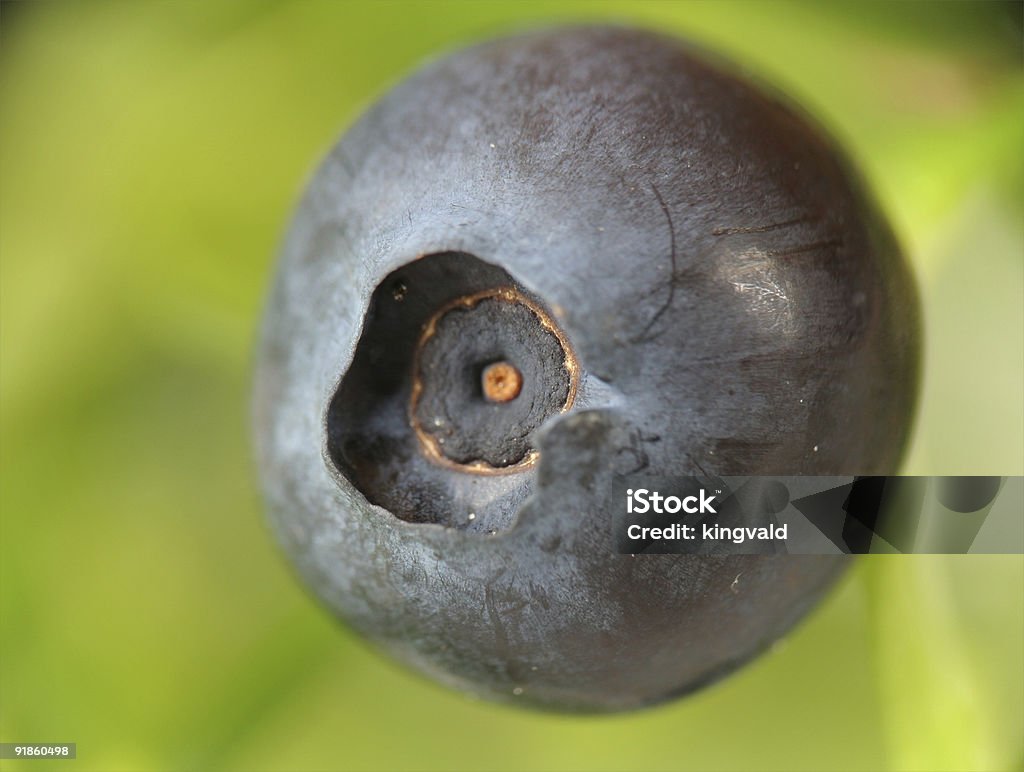 De arándano - Foto de stock de Agricultura libre de derechos