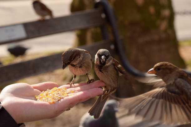 istock Little Brown Birds Eating From a Woman's Hand 918605832