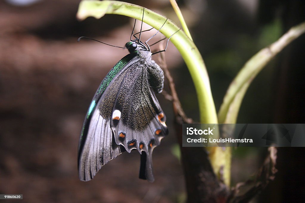 Schmetterling - Lizenzfrei Blatt - Pflanzenbestandteile Stock-Foto