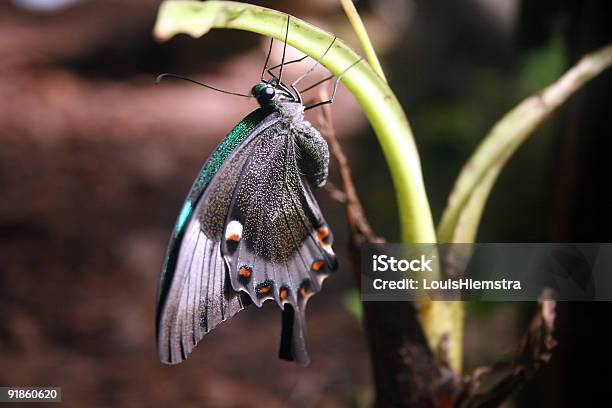 Schmetterling Stockfoto und mehr Bilder von Blatt - Pflanzenbestandteile - Blatt - Pflanzenbestandteile, Blume, Farbbild