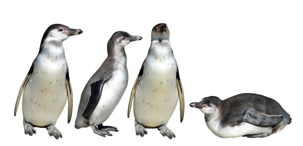istock The Humboldt Penguin (Spheniscus humboldti) 918607006