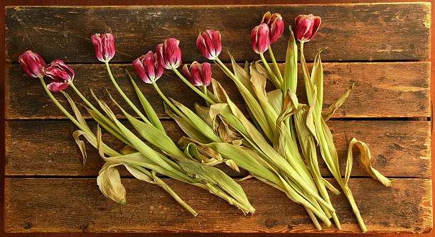 Withered tulips stock photo