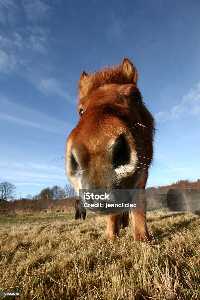 Daneses de caballos - Foto de stock de Agricultura libre de derechos