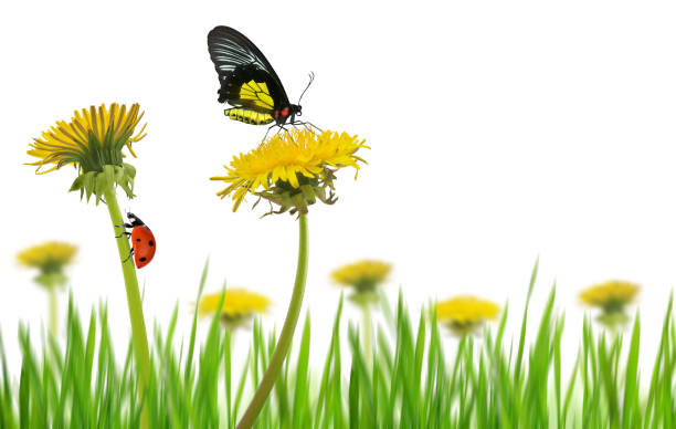 Yellow dandelion flowers with butterfly and ladybug in grass on a white background.Spring season.