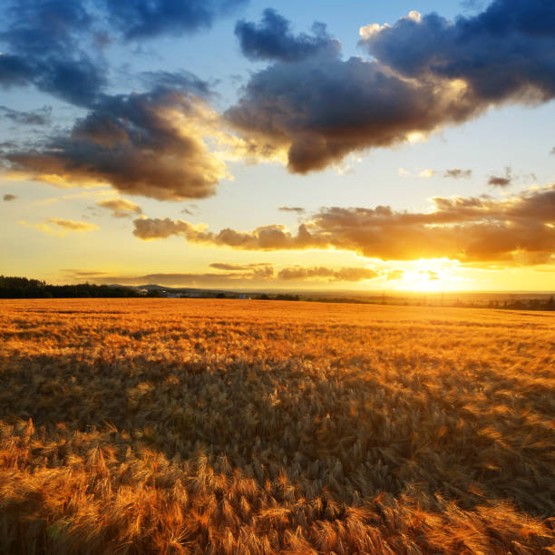 istock Summer landscape with golden barley field at sunset. 918609424