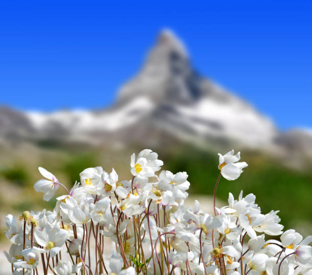 Wildflower on mountain meadow in the background mount Matterhorn. Pennine Alps,Switzerland.