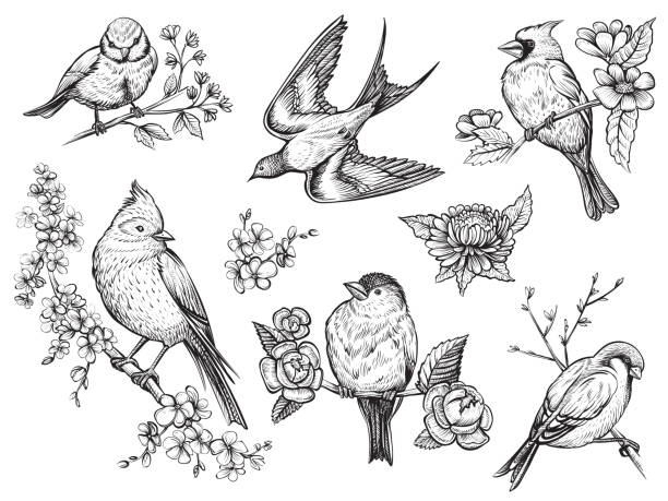 Birds hand drawn illuatrations in vintage style with spring blossom flowers. Bird hand drawn set in vintage style with flowers. Spring birds sitting on blossom branches. Linear engraved art. sparrow stock illustrations