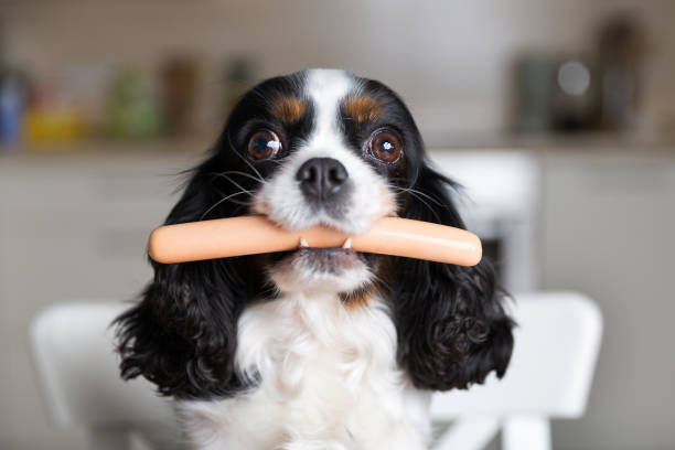 Dog with sausage Funny dog with sausage in mouth hot dog dog breed pictures stock pictures, royalty-free photos & images