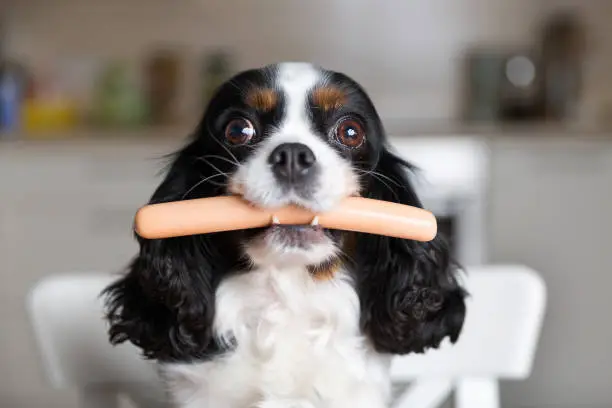 Funny dog with sausage in mouth