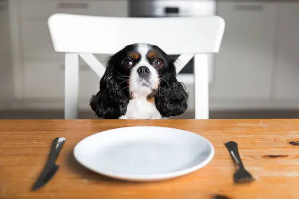 Portrait of a cute dog waiting for meal by the kitchen table