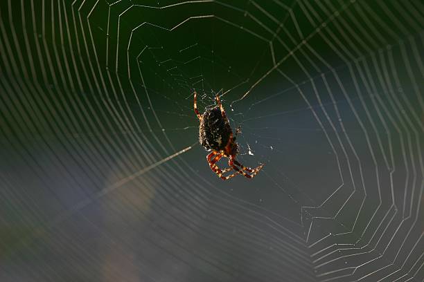 Aranha \'s web - foto de acervo