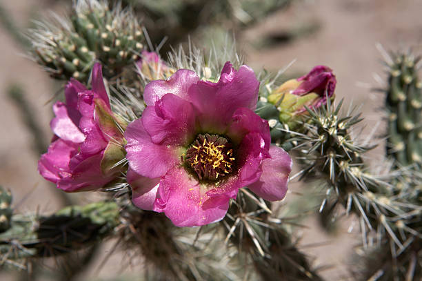 Prickly Pear Cactus red pink Flower in bloom, opuntia, cactaceae, plant in Saguaro National Park, Sonoran Desert in Tucson, Arizona.
