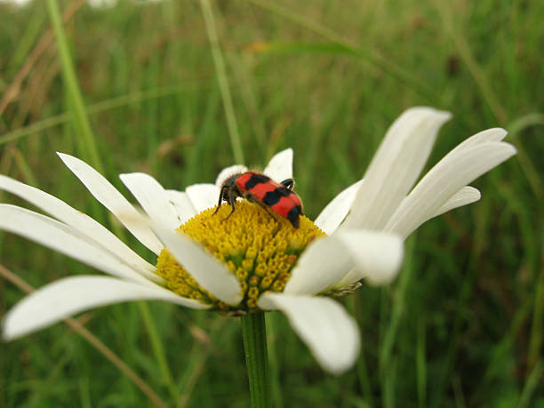 rouge insecte sur fleur blanche - aile vestigiale photos et images de collection
