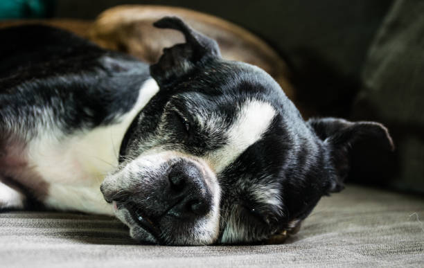 istock The sleeping Boston Terrier named Penny focus on her head with sleeping eyes 918612636