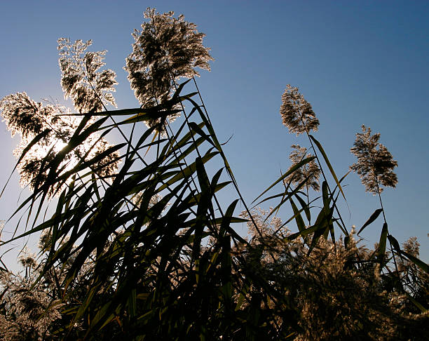 Reed na luz de fundo - fotografia de stock