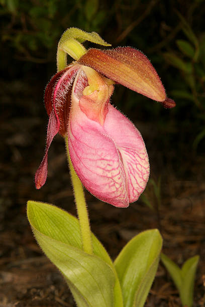 istock Lady's Slipper orchid Manitoba. 91861276