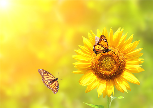 Sunflower and monarch butterflies (Danaus plexippus, Nymphalidae) on blurred yellow sunny background. Copy space for your text