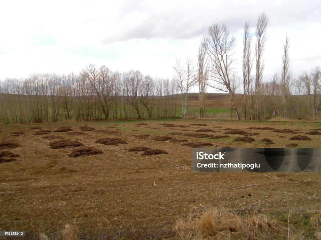 pouring animal manure into agricultural areas, animal fertilizers Agriculture Stock Photo