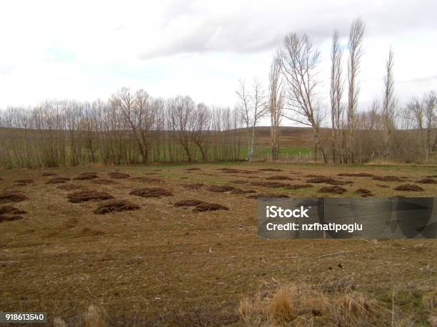 Pouring Animal Manure Into Agricultural Areas Animal Fertilizers Stock Photo - Download Image Now