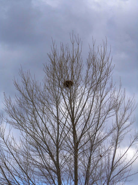 istock bird's nest at the beginning of the poplar tree, 918613938