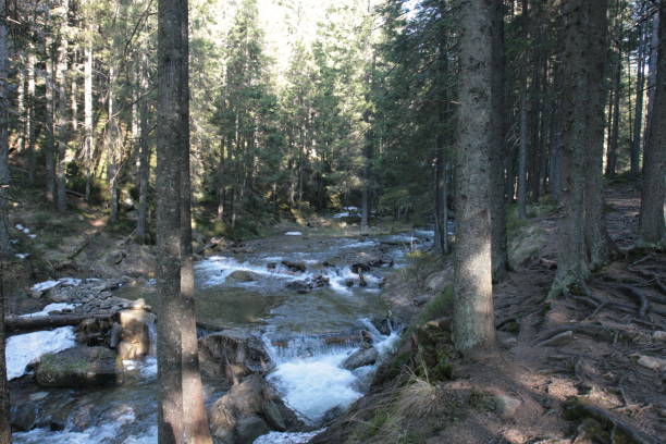 istock Flowing water of Carpathian mountain stream 918616262