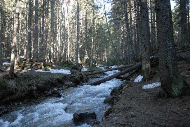 istock Flowing water of Carpathian mountain stream 918616342
