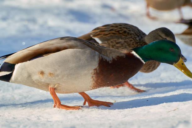 istock a lot the birds 918616680